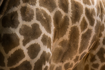Giraffe background.