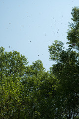 New York / Central Park