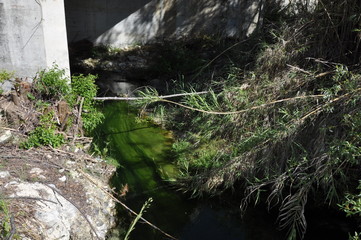 The beautiful river in the forest in Cyprus