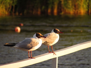 birds