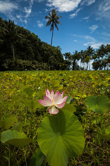 Nénuphar et Cocotiers 