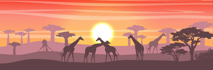 Group of giraffes in the African savannah at sunset. Silhouettes of animals and plants. Realistic vector landscape. The nature of Africa. Reserves and national parks. 