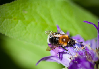 A macro shot taken on a sunny summer day, of a bumblebee bug on a purple flower.