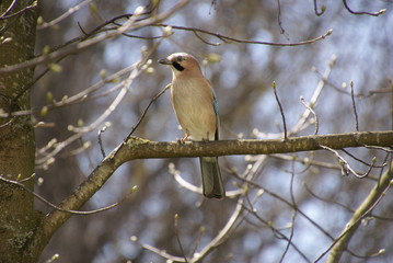 Eichelhäher auf Ast 20188604 Garrulus glandarius