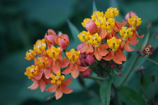 Flor silvestre nativa de el salvador 