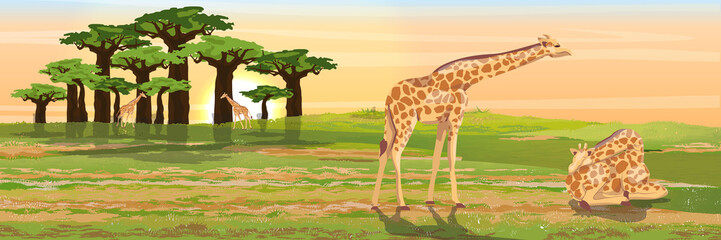 A group of giraffes near a baobab grove. A sleeping giraffe is sitting on the grass. African savannah. Realistic vector landscape. The nature of Africa. 