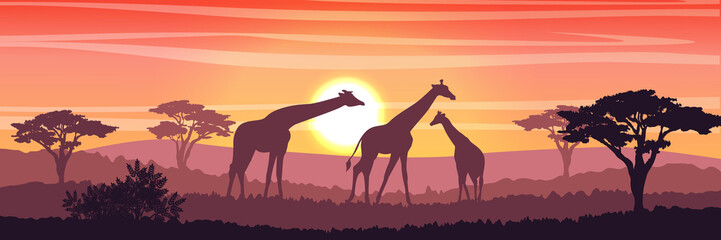 Fototapeta na wymiar Family of giraffes in the African savanna at sunset. Silhouettes of animals and plants. Realistic vector landscape. The nature of Africa. Reserves and national parks. 