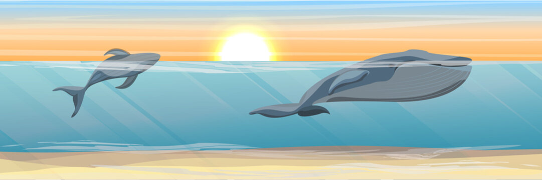 Tropical underwater landscape. Two large blue whale in the water. Algae and sandy bottom. Vector illustration of a sea life