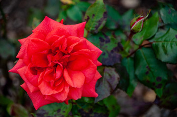Red rose flower blooming in roses garden on green leaves background.