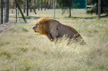 Naklejka premium lion staring