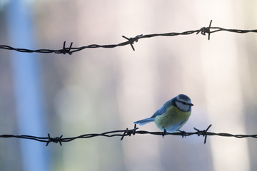 Blue tit, a.k.a. Nun, a.k.a. Cyanistes caeruleus