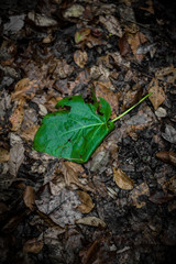 Green Leaf On Forest Floor