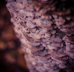 Fungus On Tree