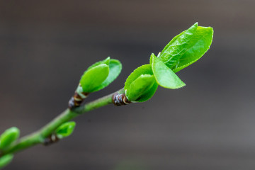 Closeup of leaf buds of a plum tree