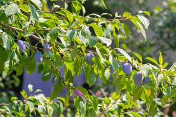 Ripe Plums growing on plum tree