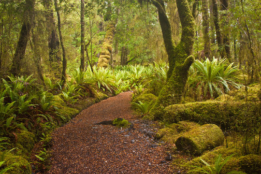 Fototapeta Beginning of Kepler track in fern forest in New Zealand