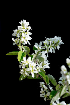 Closeup of blossoms of Serviceberry / snowy mespilus (Amelanchier ovalis)