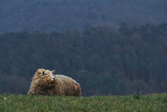 Hausschaf (Ovis gmelini aries)