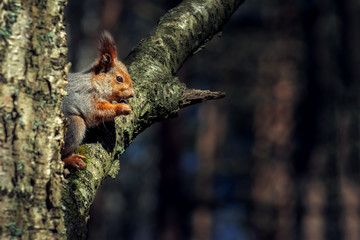 squirrel sitting on a tree branch and something bites 