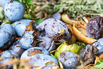 Closeup of European hornet (Vespa crabro) on windfall plums on compost heap
