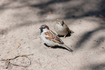 two sparrows on sand
