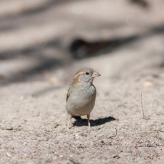 sparrow on the sand