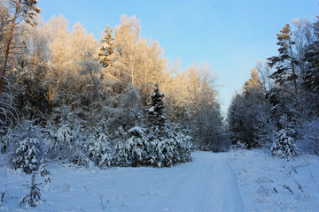 Path in the winter forest