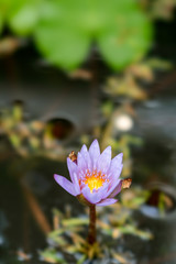Lotus plant located in Bandung, Indonesia