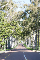 Kings Park, Perth - Road