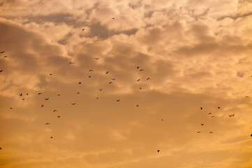 A flock of flying birds during sunset 