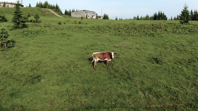 Cow Grazing In Meadow With Abandoned Radar Station On Background