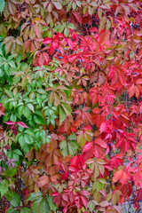 Plant texture with bright green and purple leaves for background