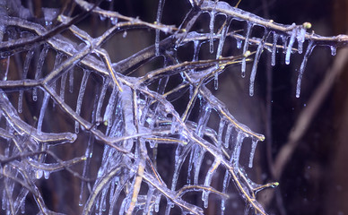 icicles on the branch