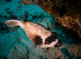 Puffer fish © Samuil