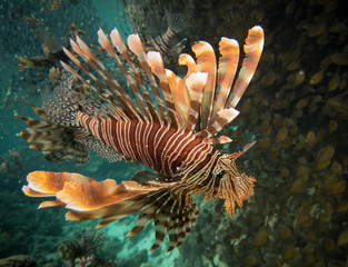 Lion fish