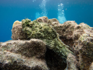 Reef stonefish