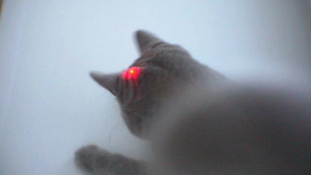 Blue British Cat Chasing  Red Laser Pointer On The Wall. Master Playing With A Cat. 1920X1080 Full Hd.