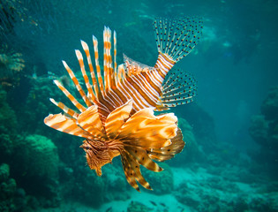 Lion fish
