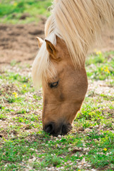 Fototapeta premium yellow horse on the farm