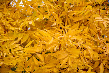 Autumn bright yellow leaves texture for background 2