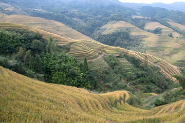 Fototapeta premium A scenic view of Dragon's Backbone Rice Terraces, Longsheng, Guangxi, Dazhai Village Long Sheng, Guilin (prefecture), China. The Dragon's Backbone Rice Terraces is a beautiful natural picture.