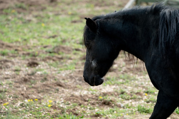 black young horse
