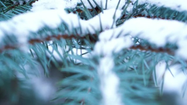 Close-up of blue spruce branch with snow. Evergreen tree covered with snow in winter. Close-up of graceful sharp needles of blue spruce