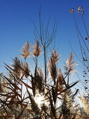 grass and blue sky