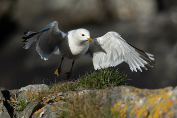 flying common gull at the coast