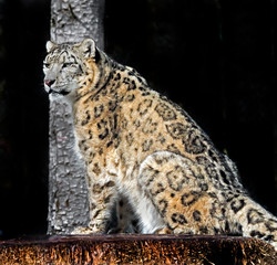 Snow leopard. Latin name - Uncia uncia