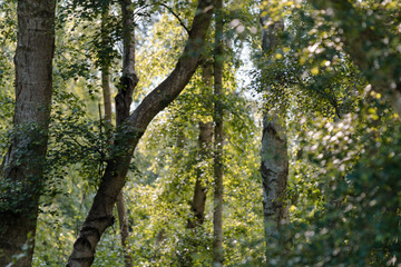 Fototapeta premium Thick Forest Leaves With Tree Trunk