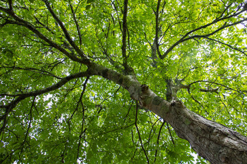 follaje, tronco y ramas de un nogal a contraluz visto desde abajo