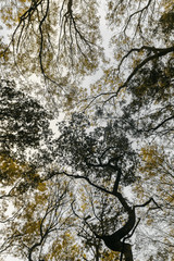 Looking Straight Up At Trees In Fall