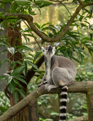 The ring-tailed lemur, Lemur catta, looking up